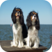 Dog Breed